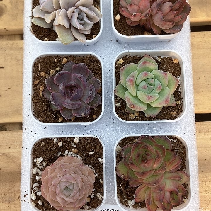 6颗一单包邮 4583