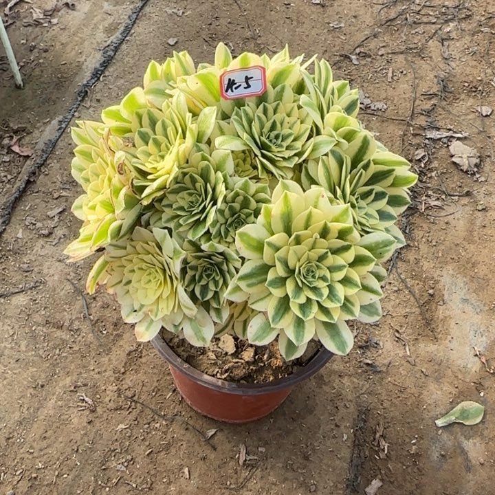 4-5迈巴赫朵朵多肉植物