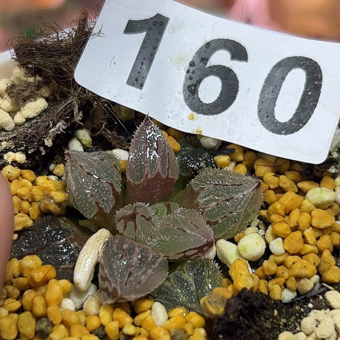 冰魁十二卷多肉植物满