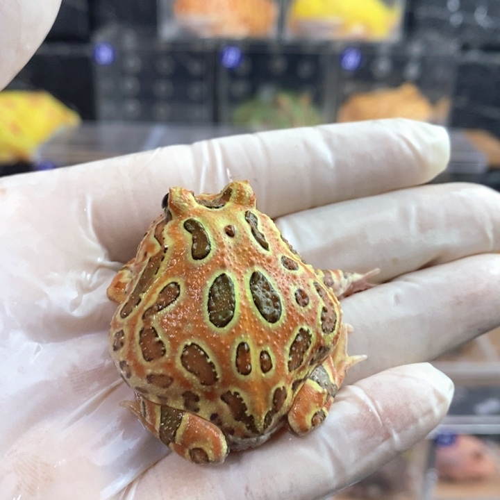 *****角蛙017号无瑕疵原色