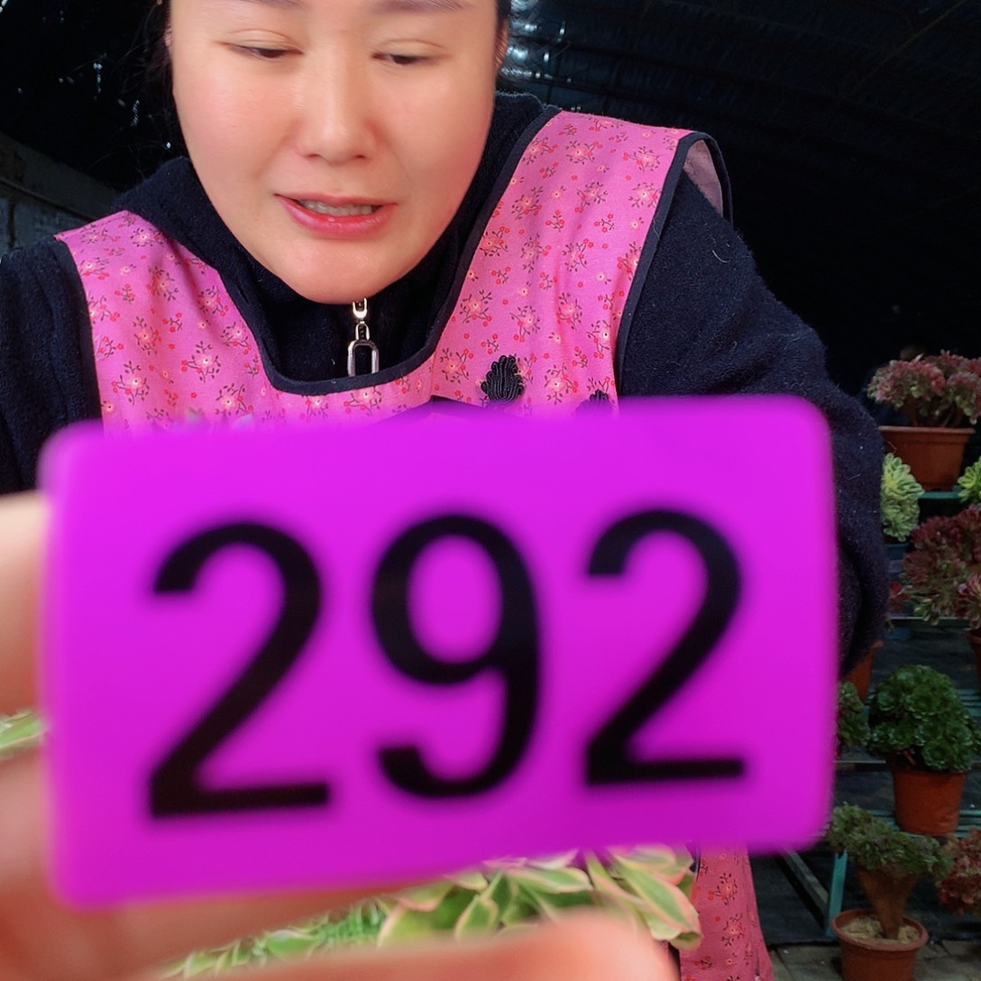 ssssssssssssssssss292