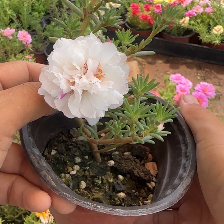 当前无花朵，栽培后可花朵量拍小冰心超小苗盆口10cm