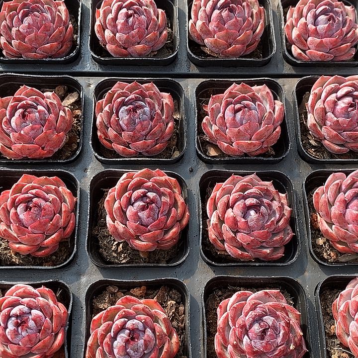 82蓝莓单头 福利多多