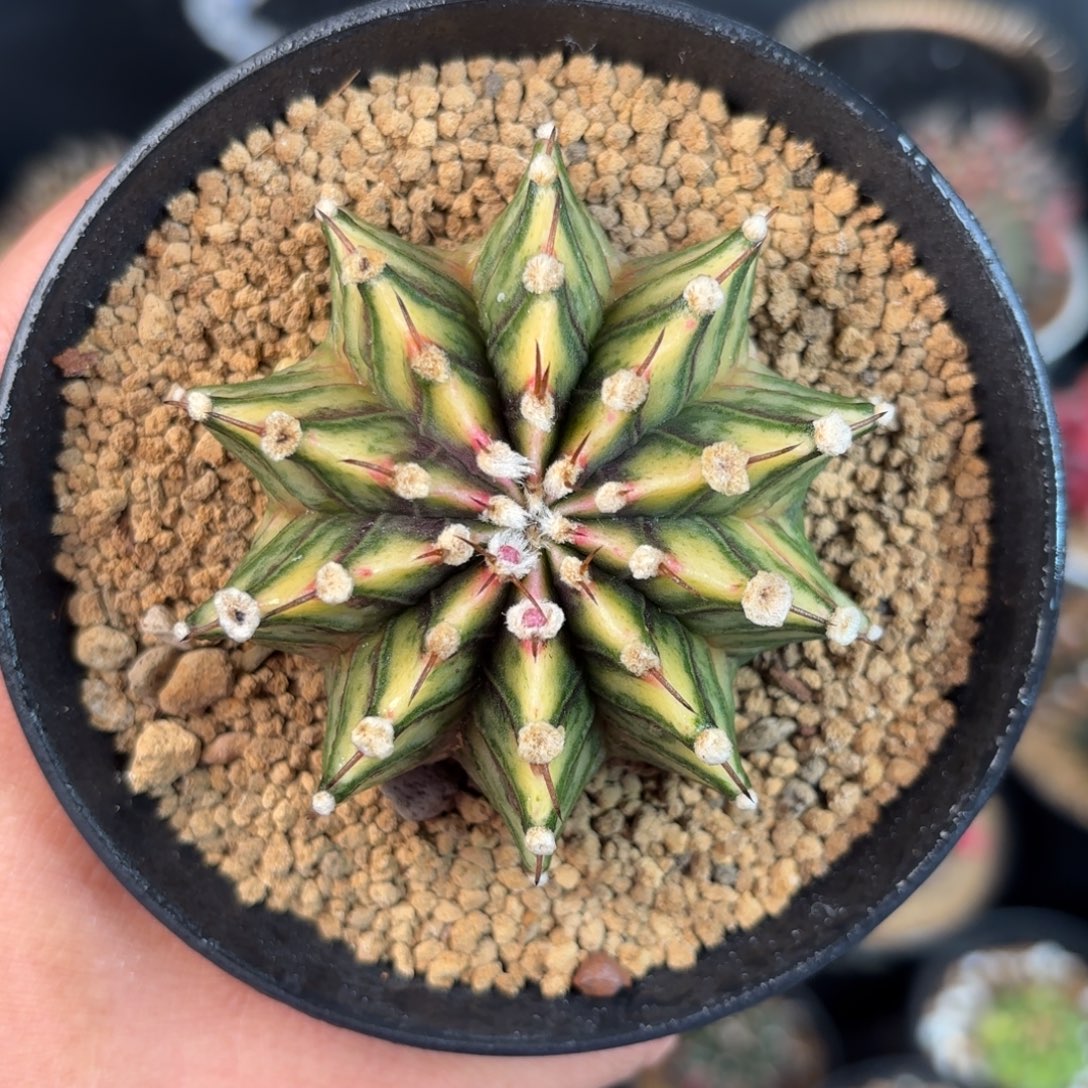 泰系米哈实生仙人球93号