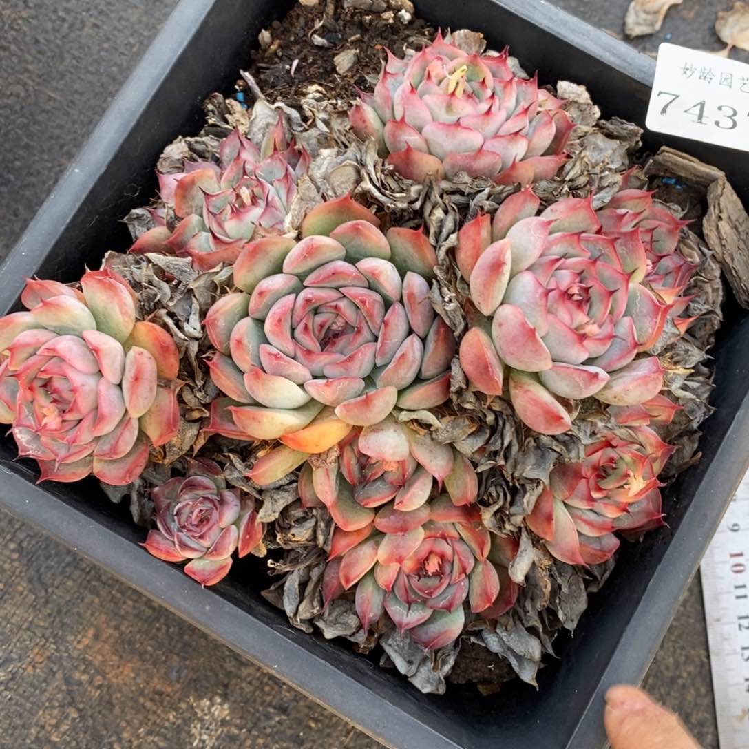 7437杂交多肉老桩