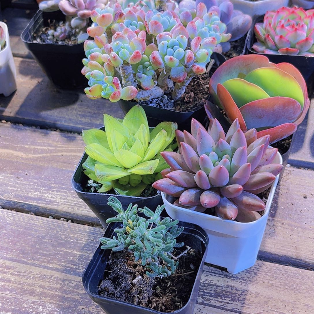 罗琦。唐印。黄金雨露。蜻蜓 荧光兔