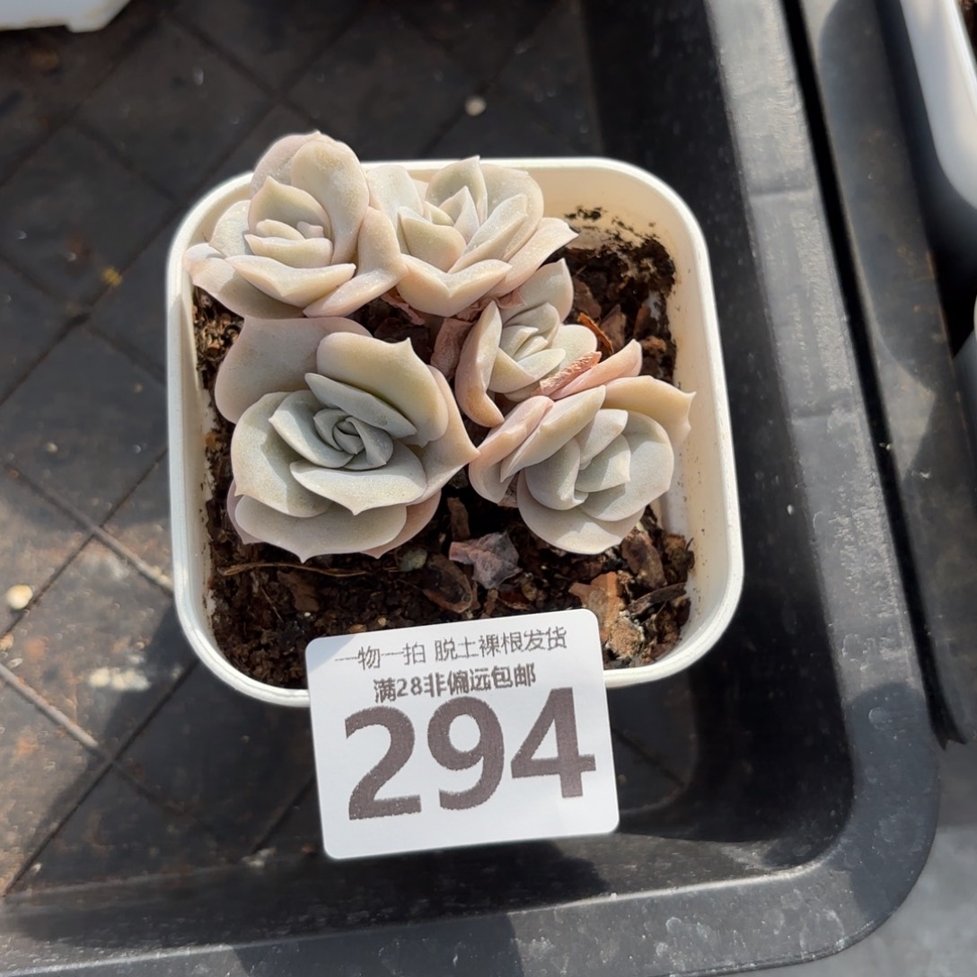 可爱玫瑰无盆土发货