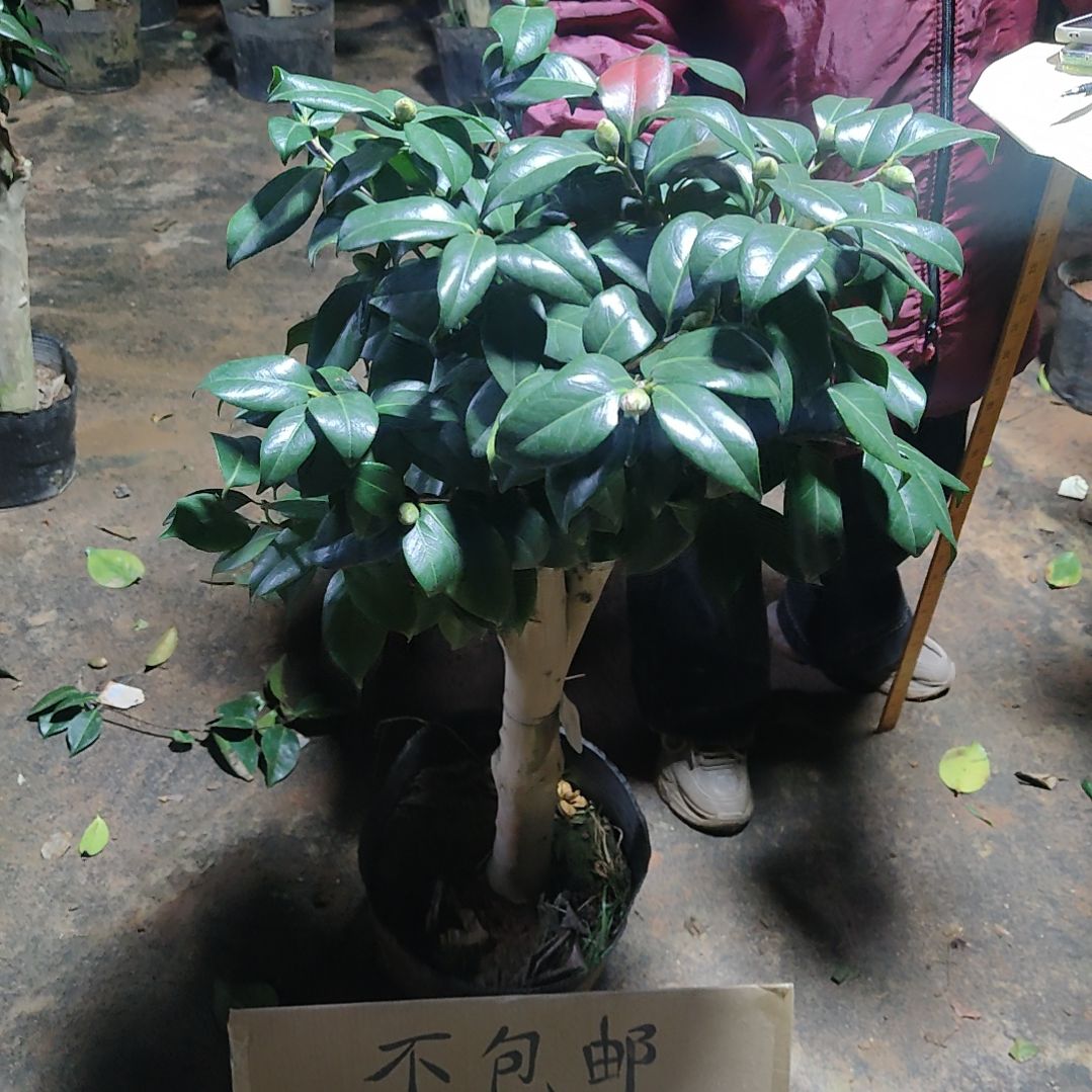 全部花苞康奶馨不包邮