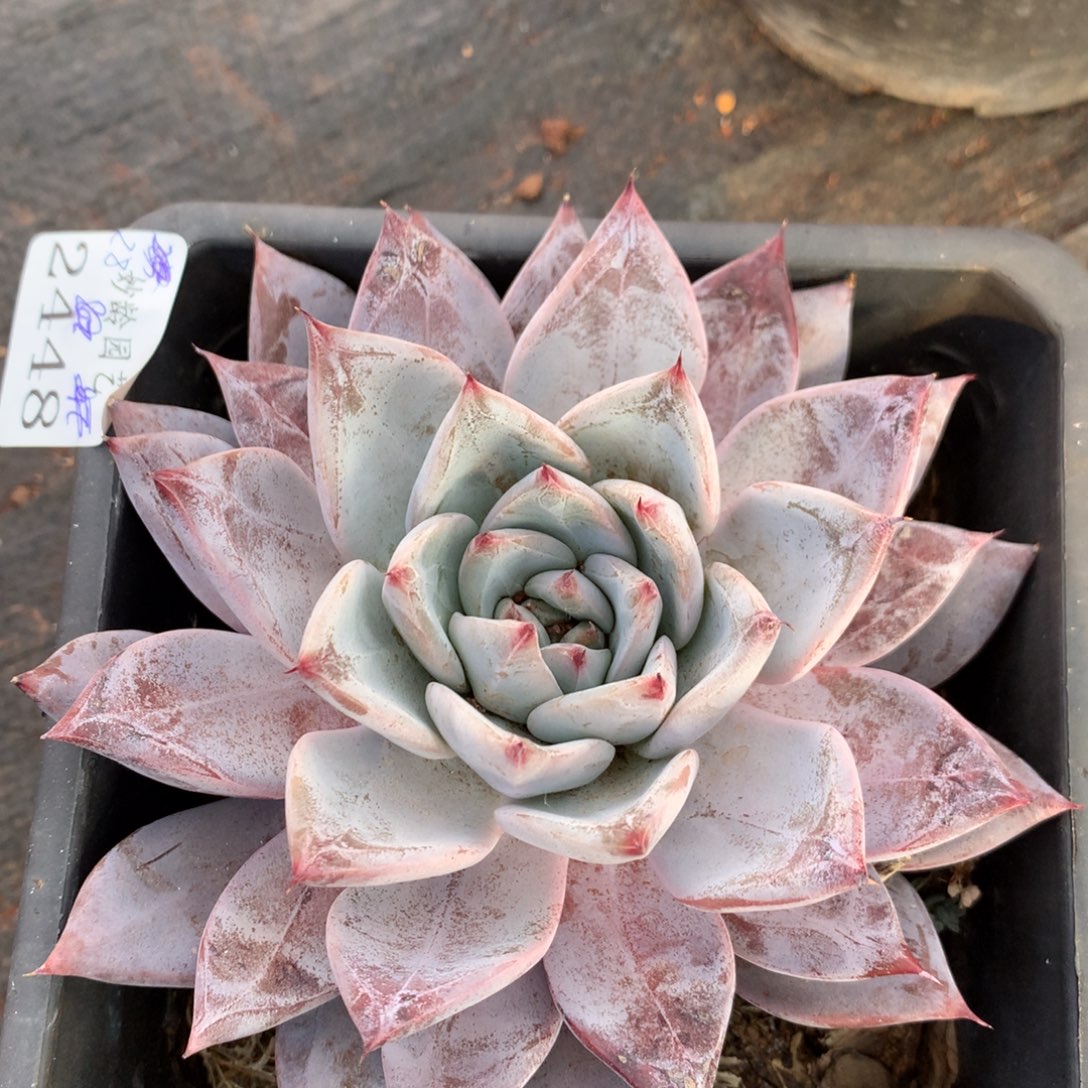 2448杂交精品基地10厘米