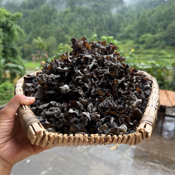  农户现收木耳 50g