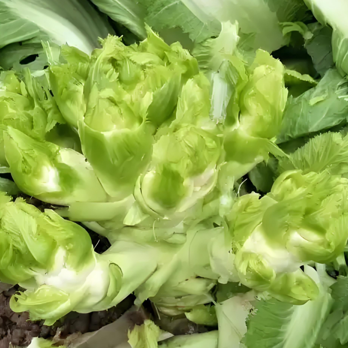 重庆新鲜儿菜现摘现发抱儿菜抱芥子当季蔬菜可用于泡菜