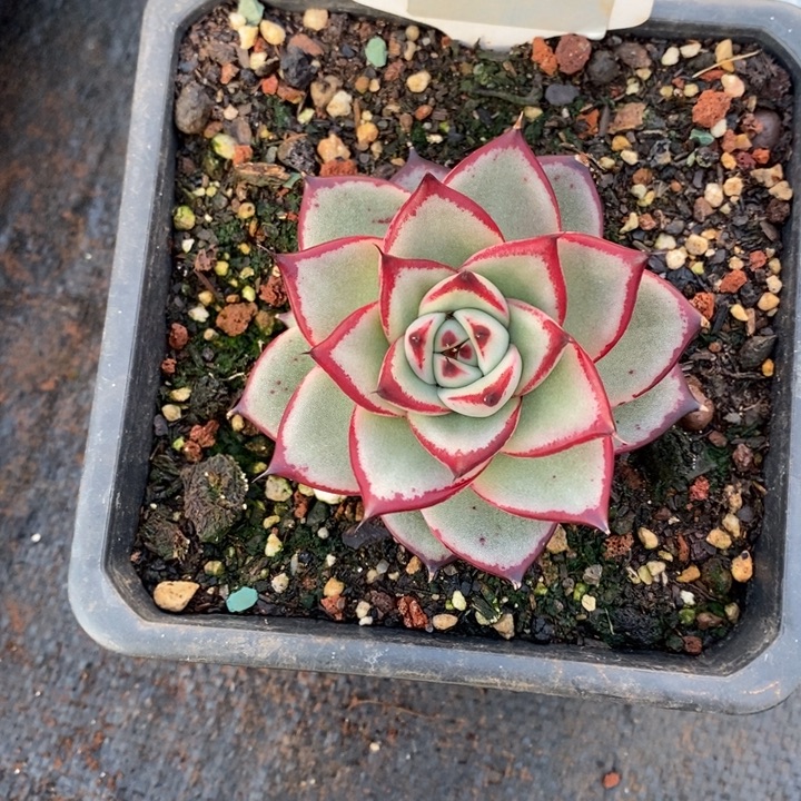 柚****多肉直播福利-乌木036