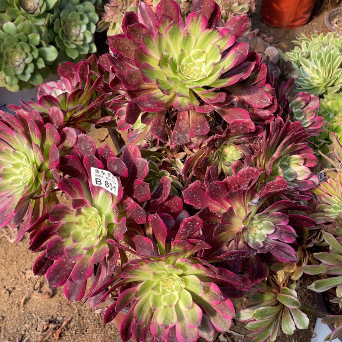 801紫烟多肉法师断枝不包