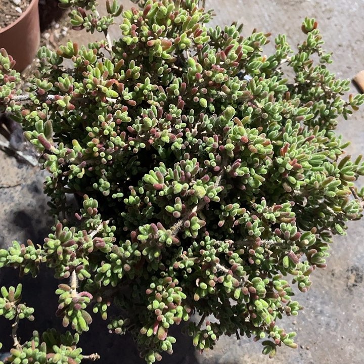 支杆大群银光兔满25包邮