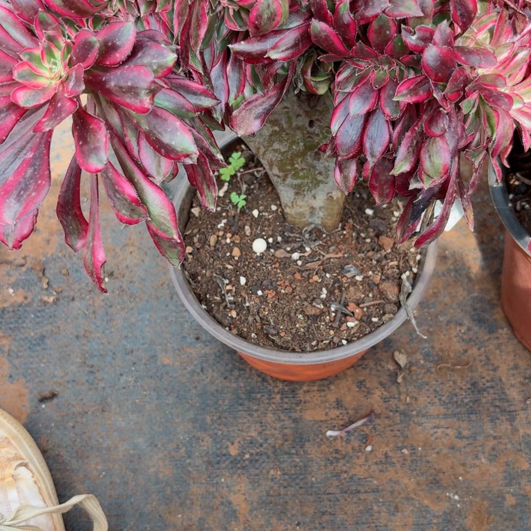 我7326 号多肉法师新年特价丽娜有疤痕