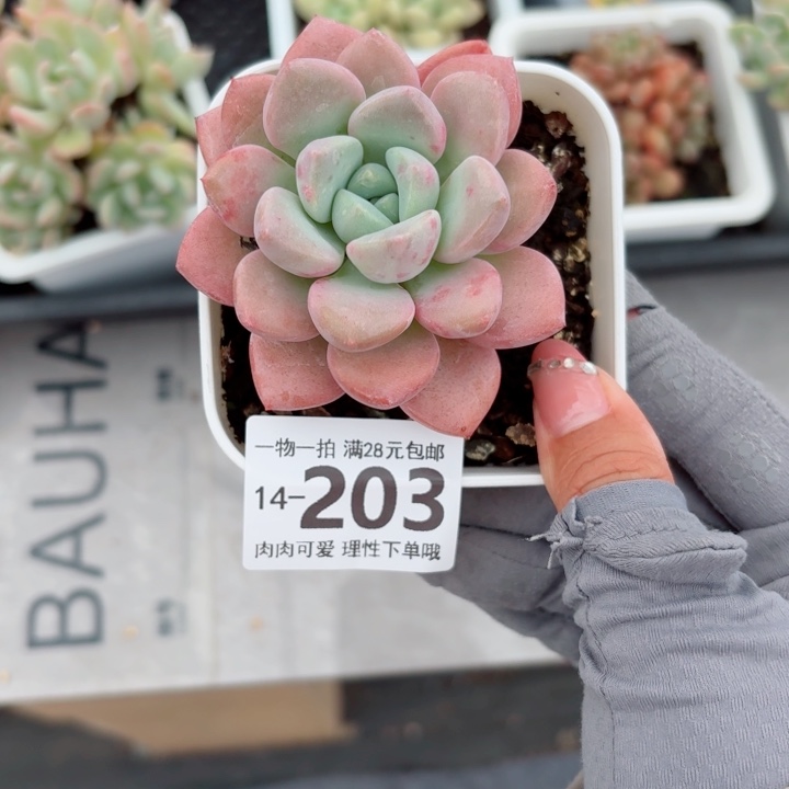 花斑鹿多肉多肉多肉多肉多肉