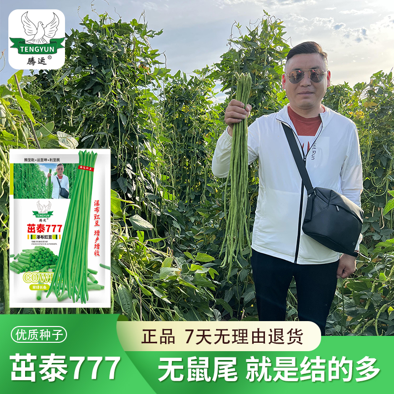 瀑布豇豆豆角种子大全耐热翠绿色长豆角籽源头厂家无丝豇豆角种子