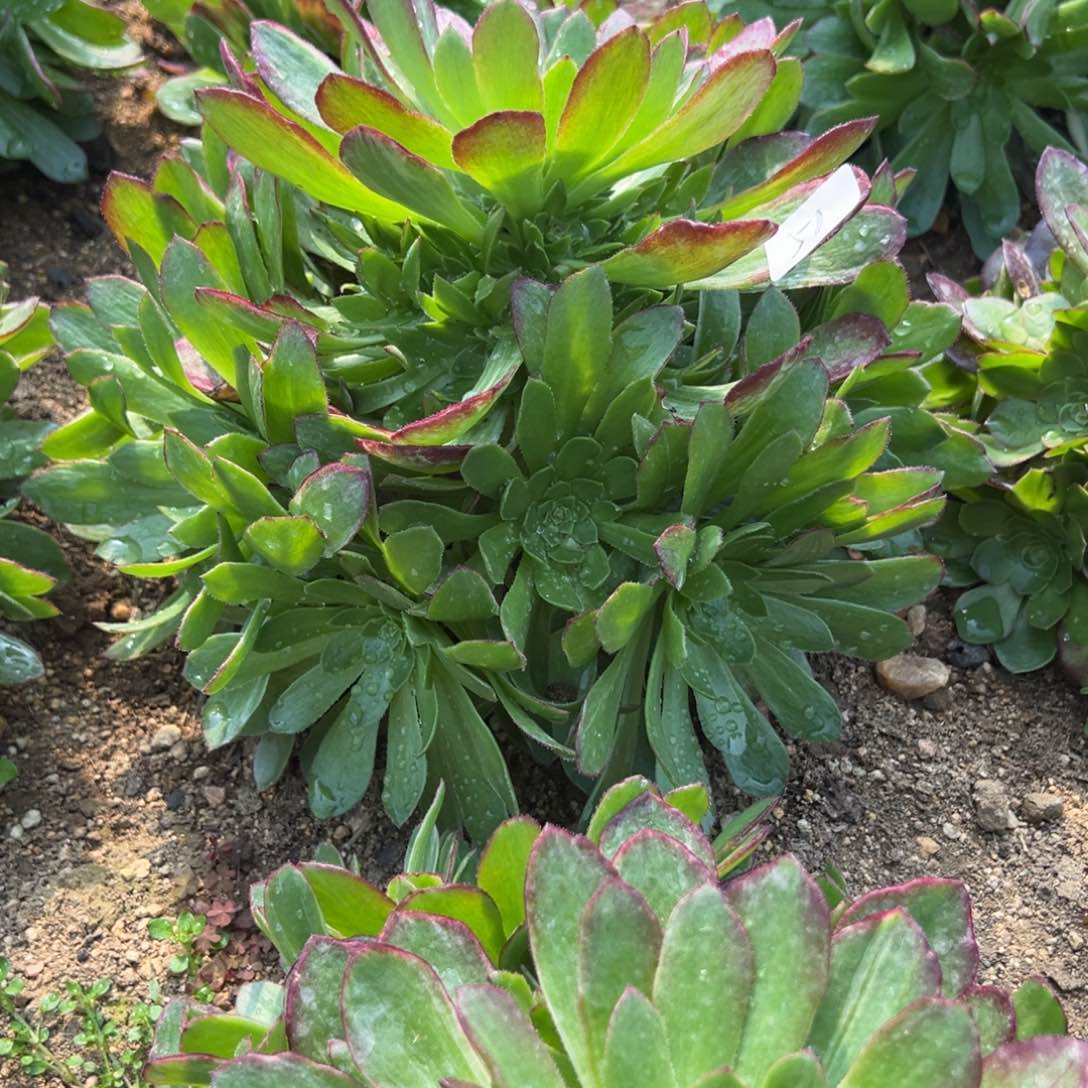 51万花筒多肉多肉