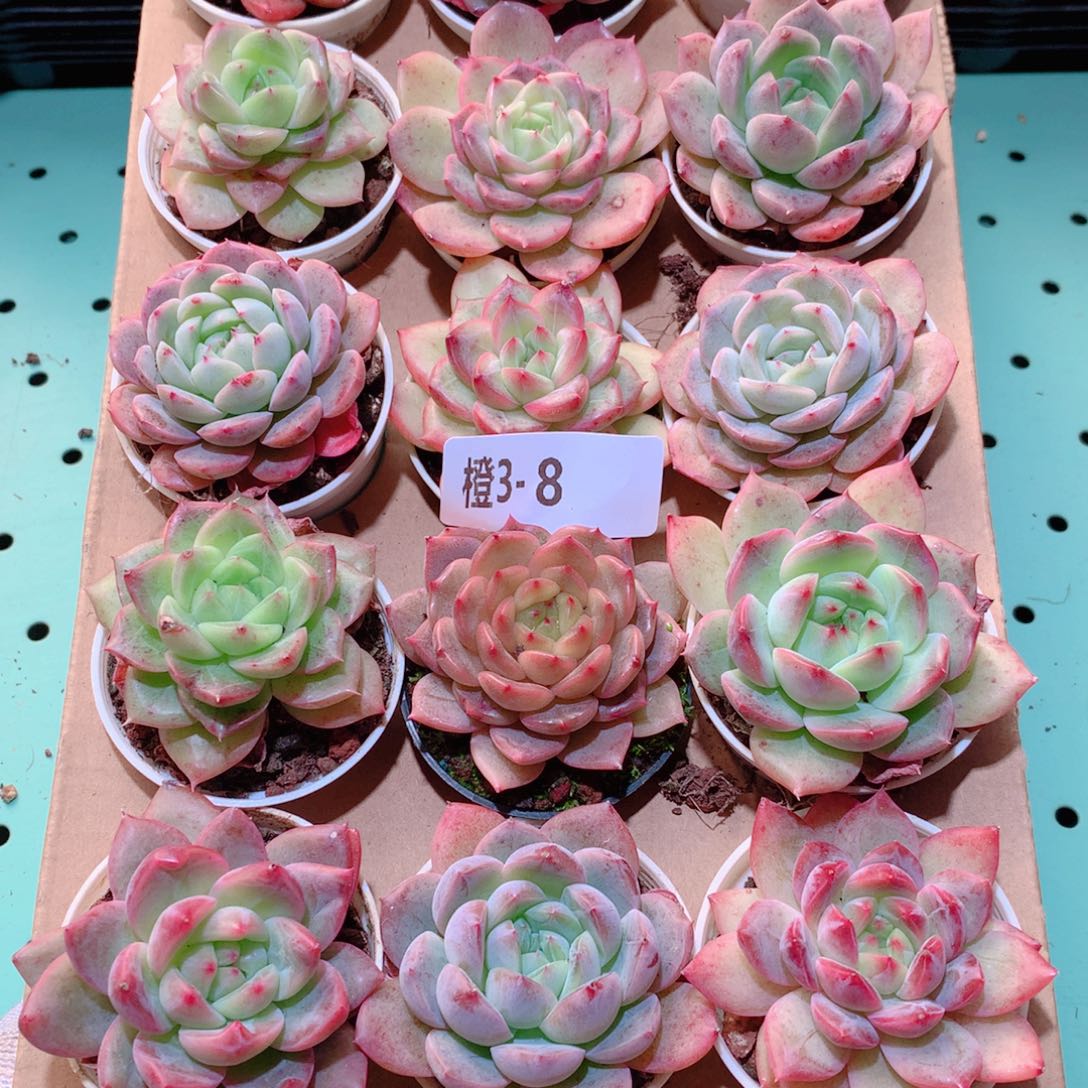 3-8一物一拍多肉带盆18颗