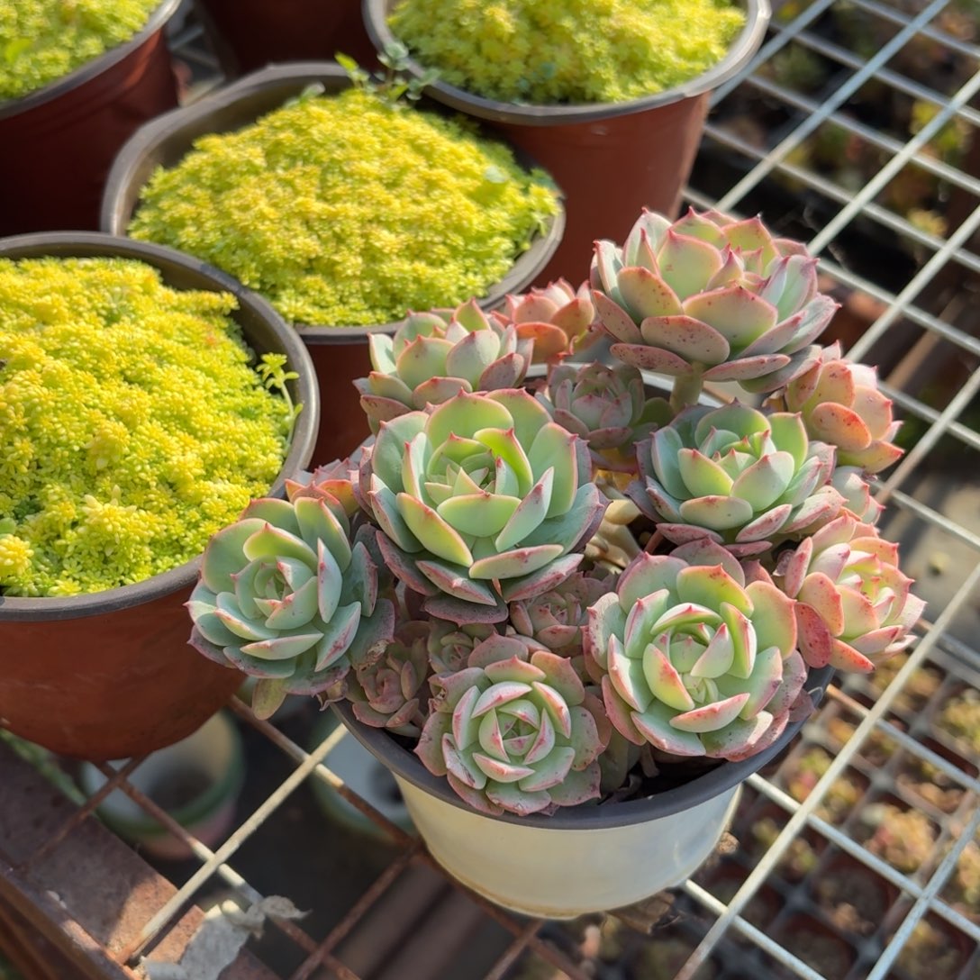 克罗地亚玫瑰11㎝盆