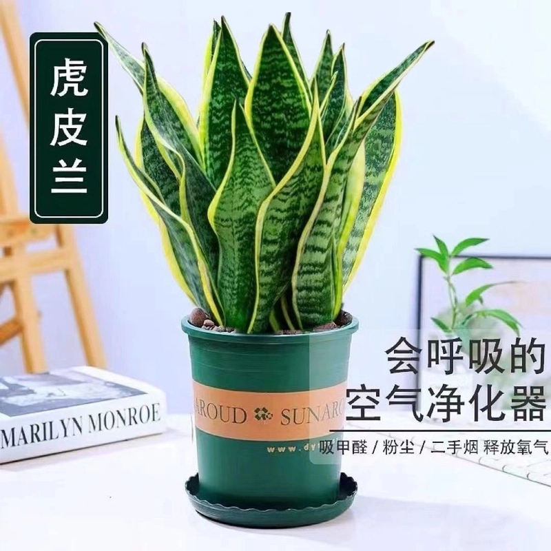金边虎皮兰盆栽花卉多肉水培植物绿植室内吸办公室四季常青虎尾兰