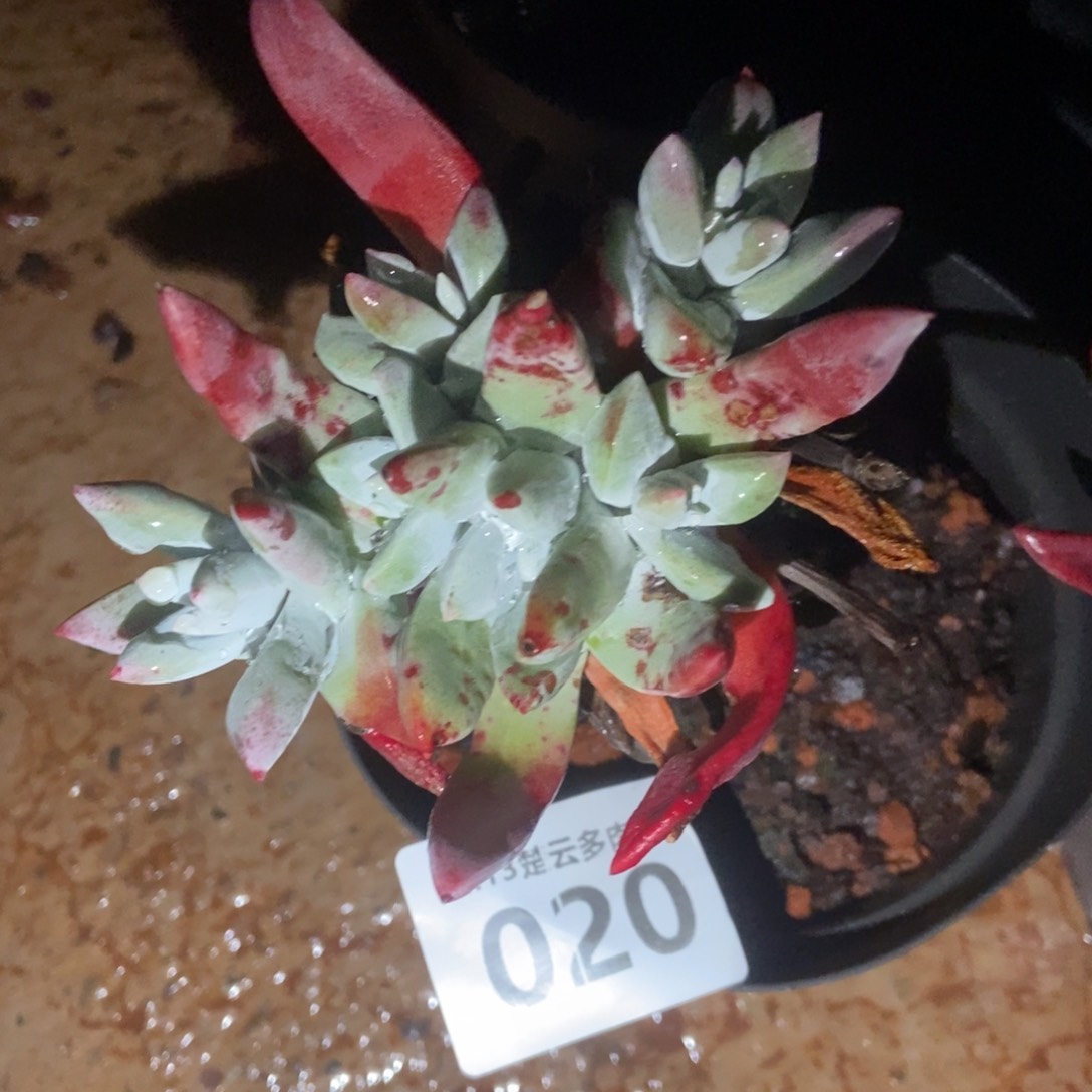 020初霜多肉植物