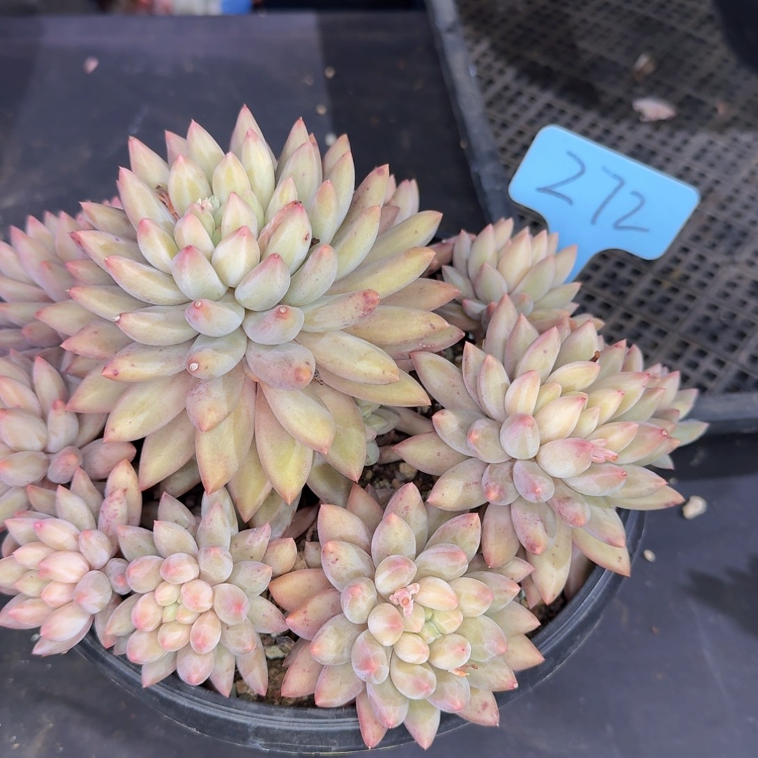 多肉植物的生长发育和生长发育