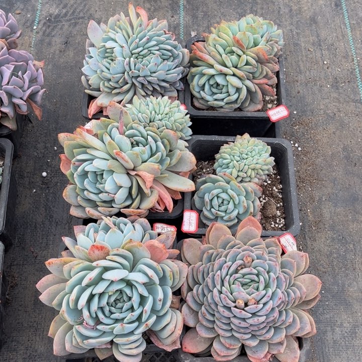 怡*橙梦露五颗冰糖一颗