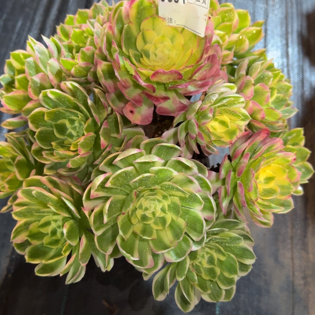 贝***予海鲜多肉0691多肉断枝