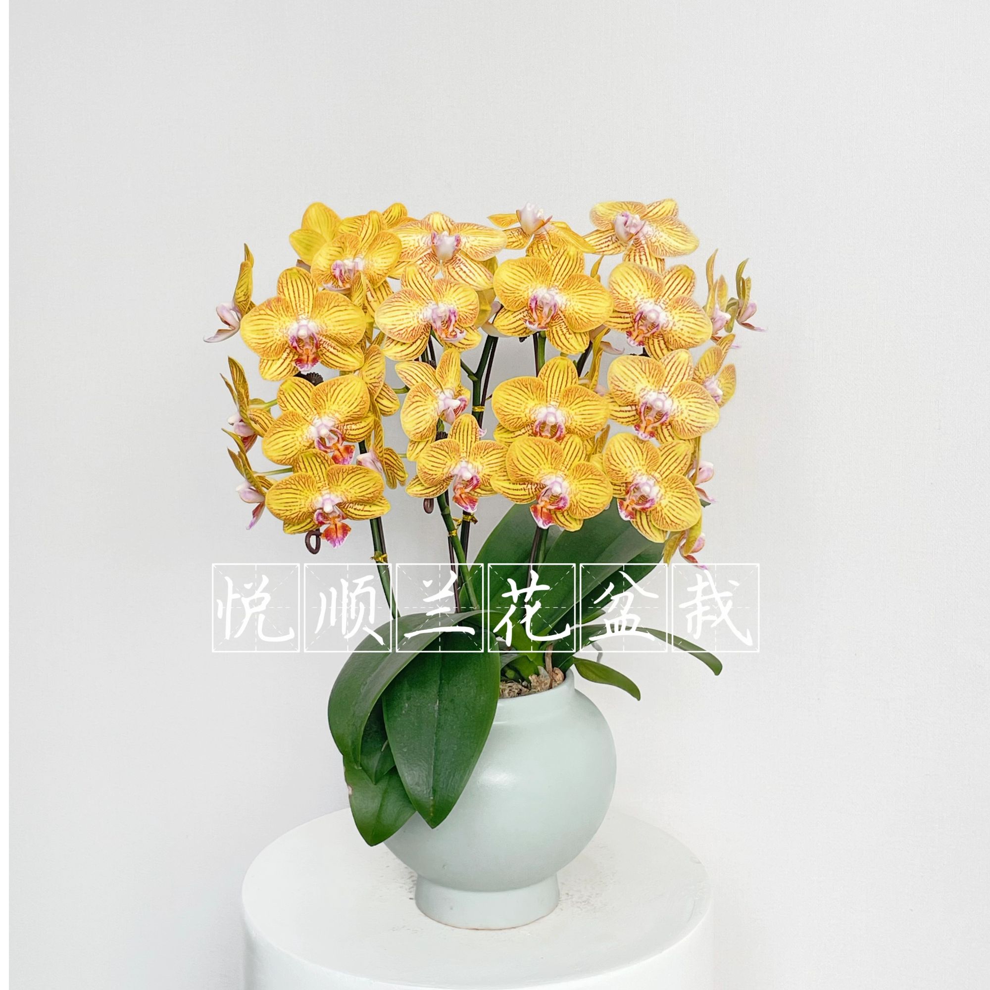 30140 蝴蝶兰 龙袍  叶片自然开裂 花期长