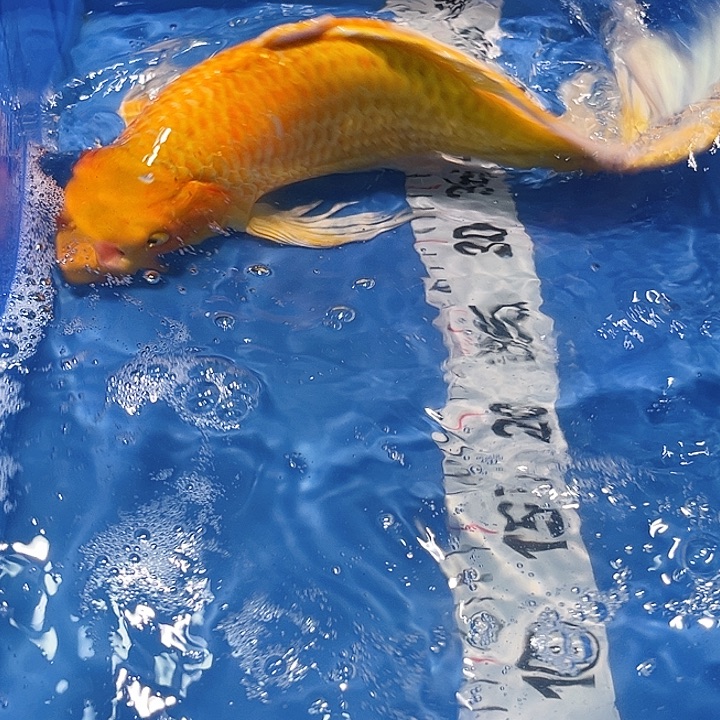 锦鲤好养耐活冷水鱼