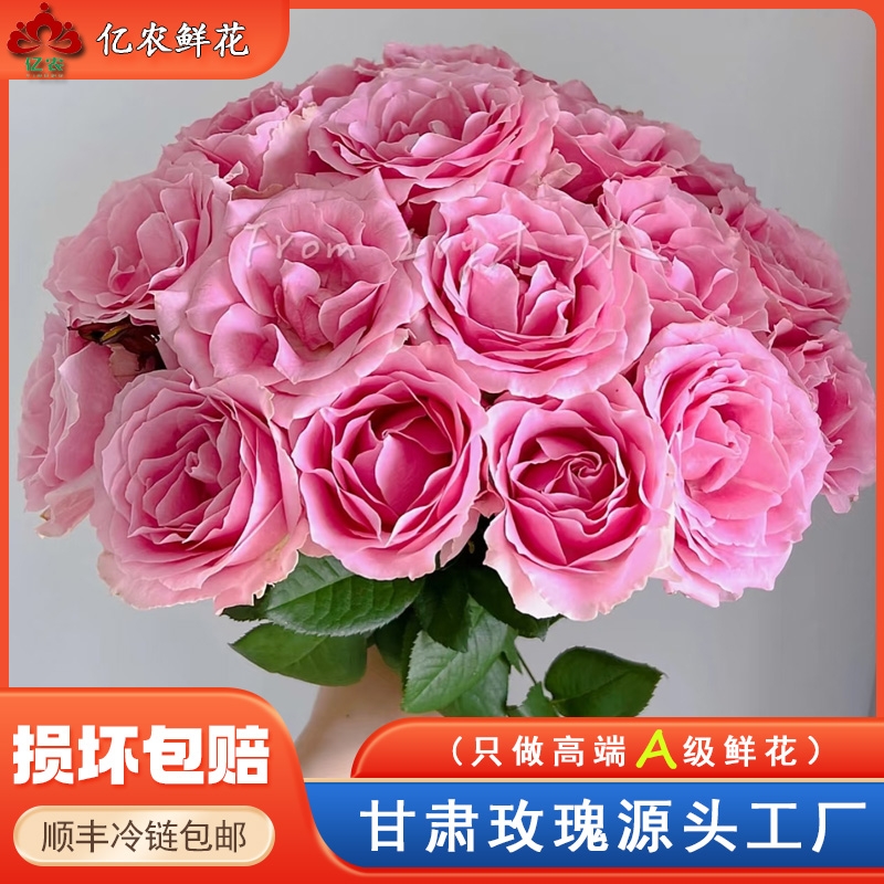 【源头优选】甜蜜雪山玫瑰（合并购物车付款两单包邮发顺丰）