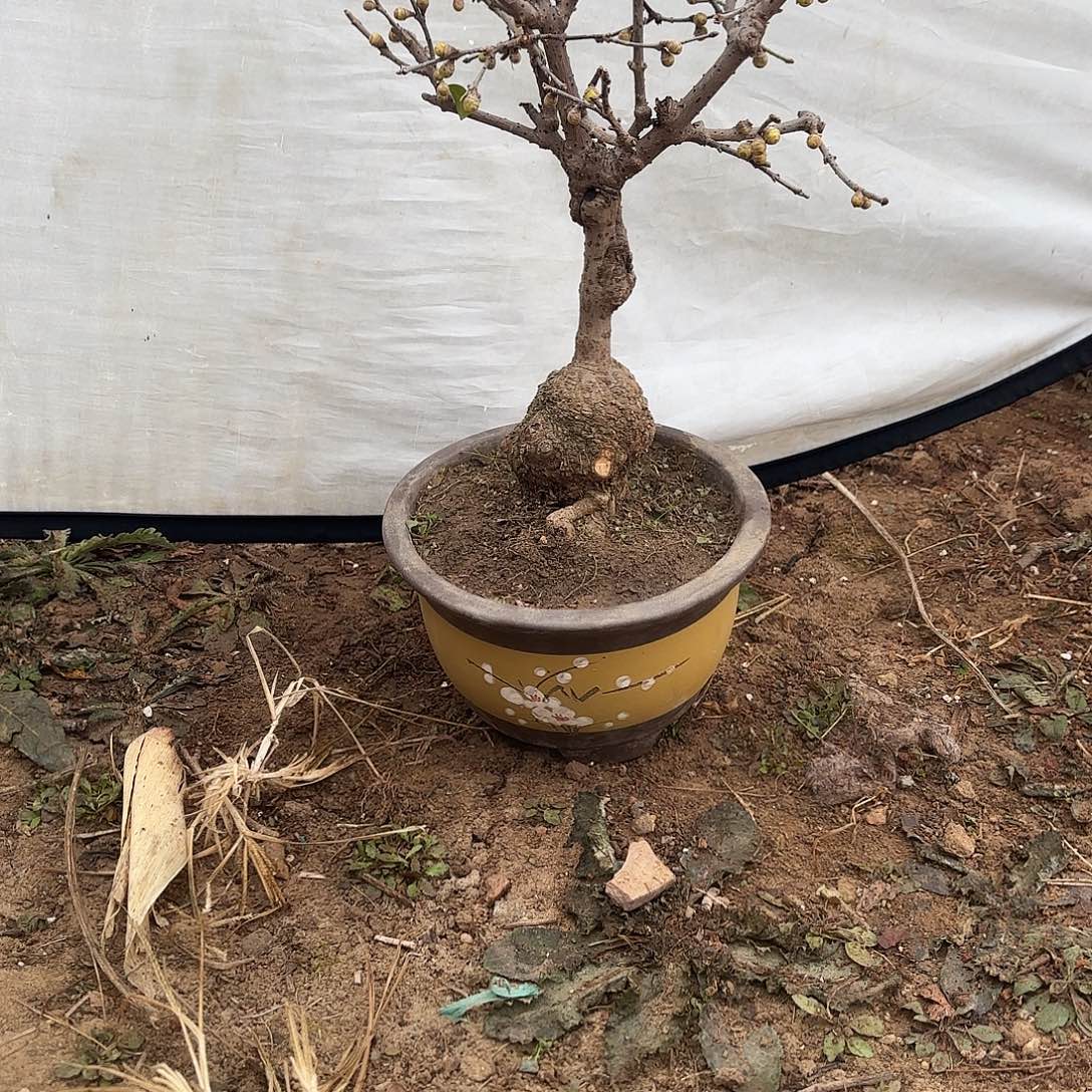无花朵腊梅盆景造型盆栽花卉
