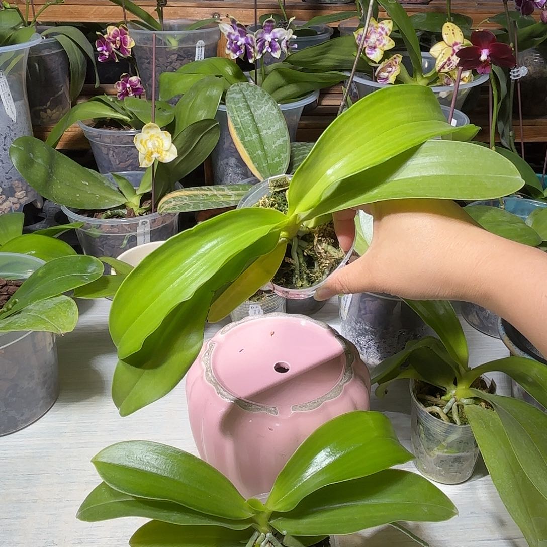 君***安当前无花栽培后可以开花22G2