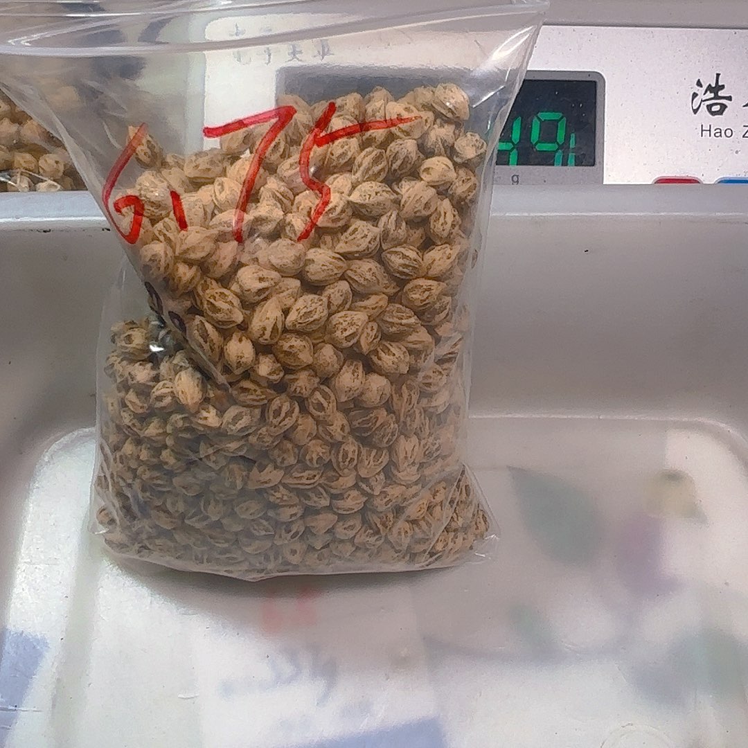 T****i柏香籽散子 180 克散子