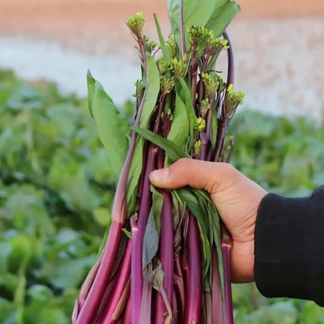 贵州农家  本地红菜苔