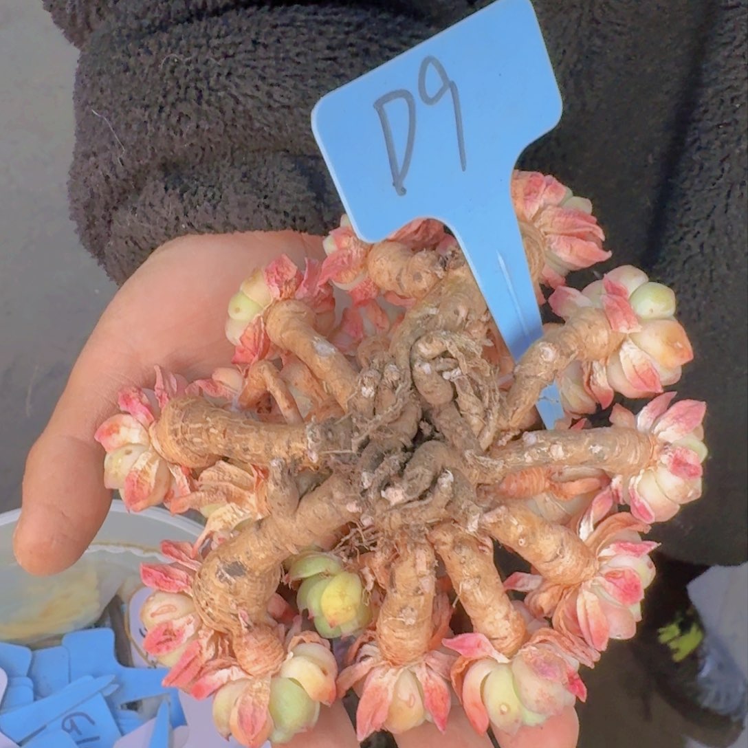 欣*多肉植物的生长发育和生长