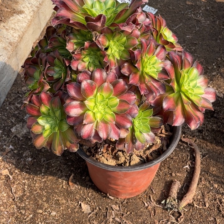 450号韶华多肉植物