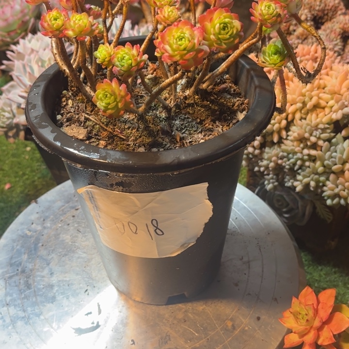 元***子000000000000000018