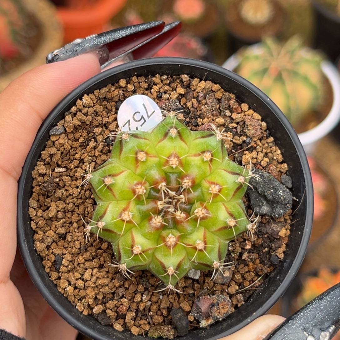 752 轮回实生 带盆土福利