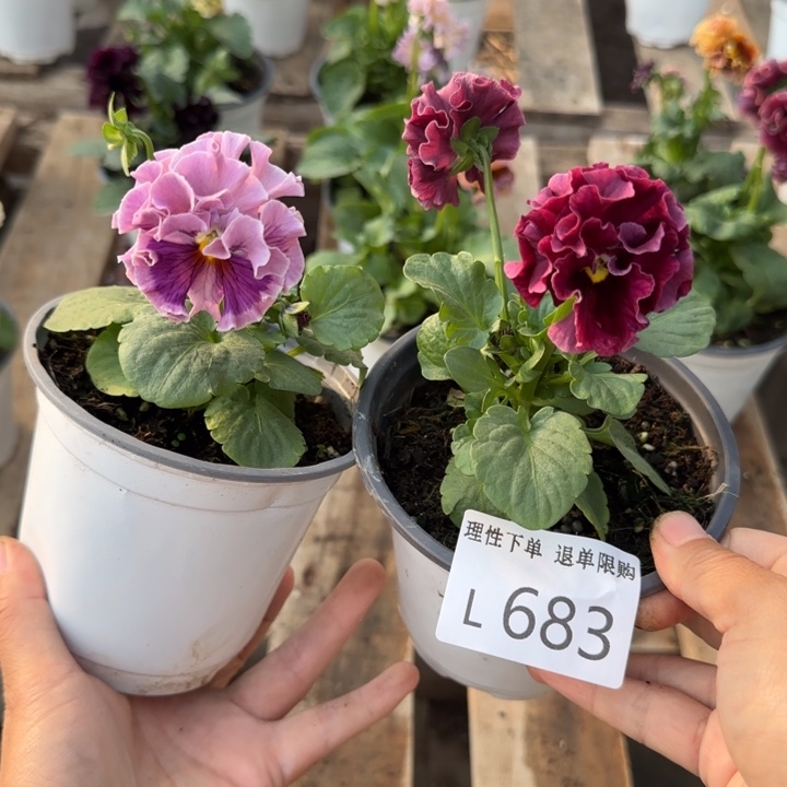 乐***佳无花朵L683两棵一组小苗低于零下5勿拍