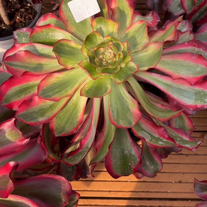 云南巫毒白好看15号