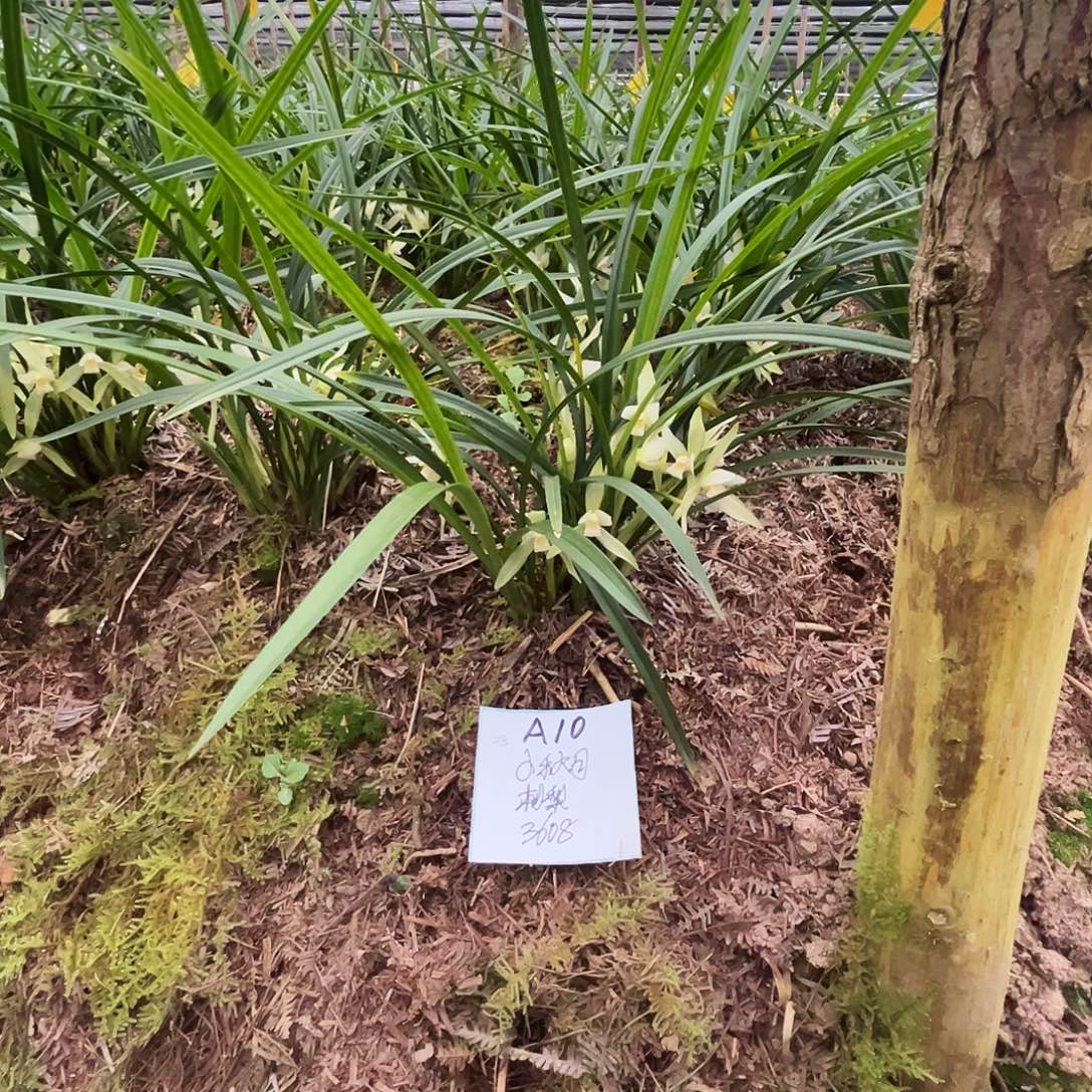 大部分花苞少量开放