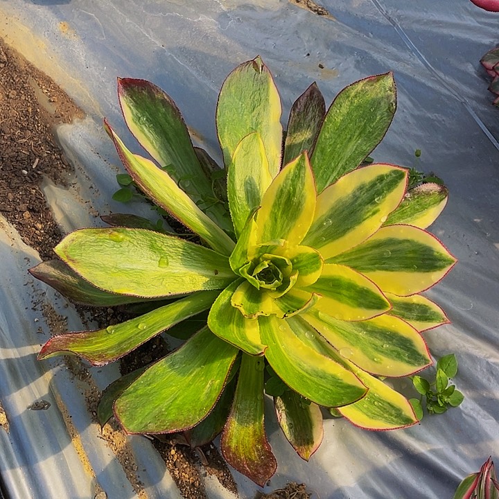 87魅影花脸多肉植物