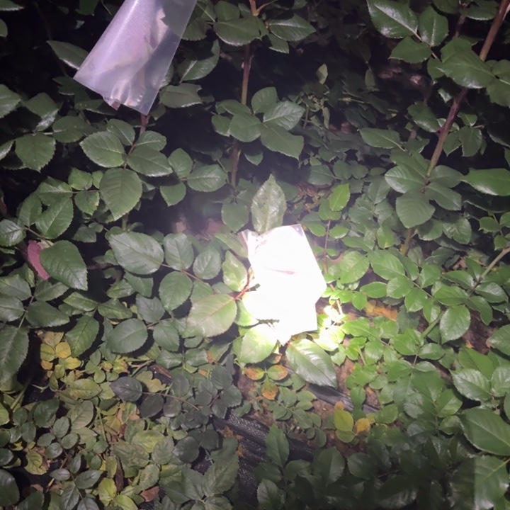 无花朵测紫多头一加