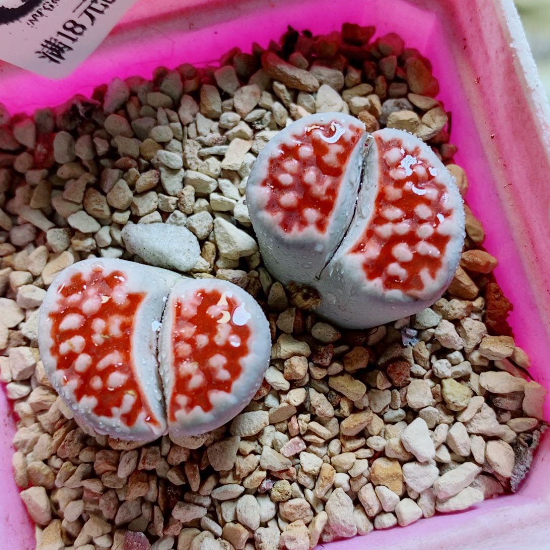 生石花花花花花412