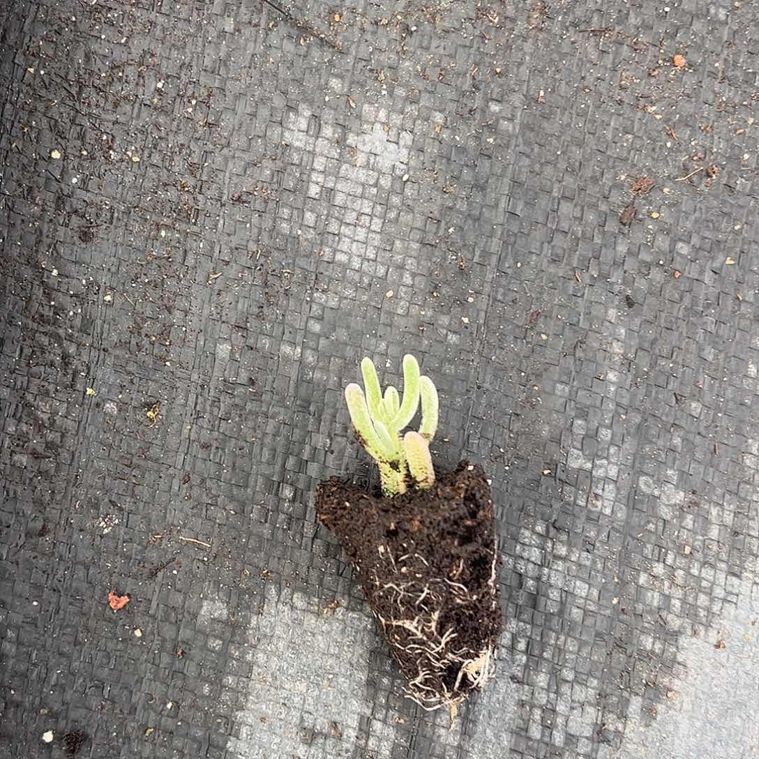 傻***傻紫闪光优选枝干番杏