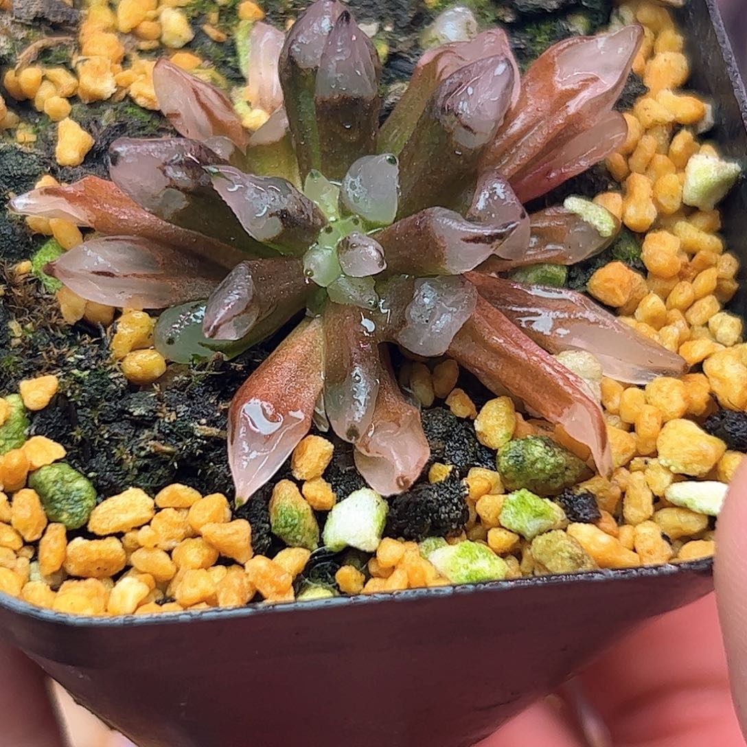 子弹头十二卷多肉植物园