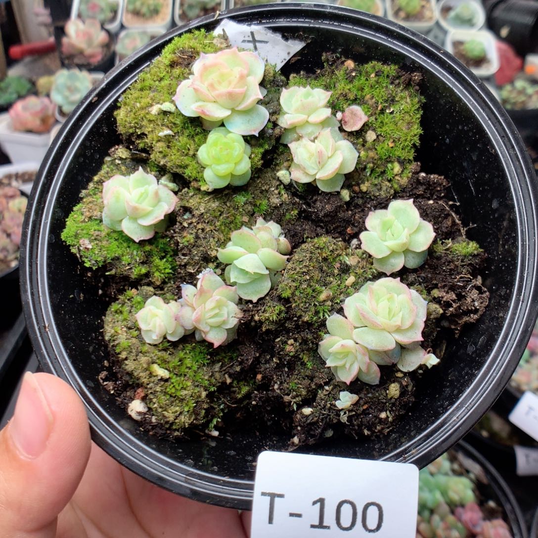 无花朵T100英语英语