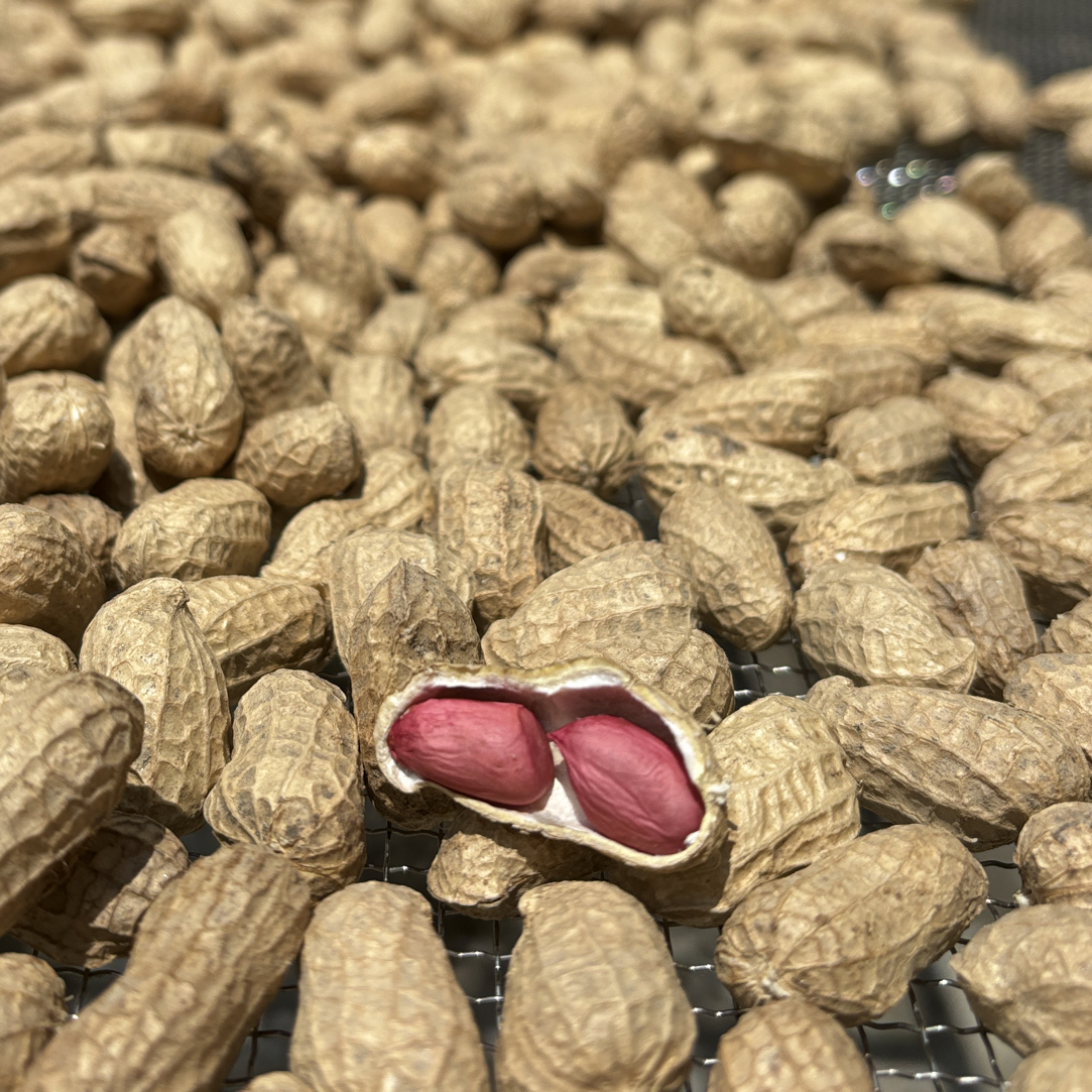 安福农家红皮干煮花生